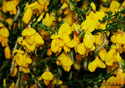 Cytisus scoparius